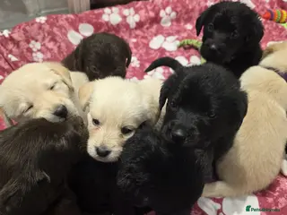 Mixed Breed dogs Multi-Generational Labradoodle Puppies - Advert 10