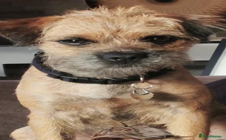 Border Terrier dogs - Advert 1