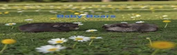 Guinea Pig rodents for sale: Bonded Pairs Of Baby Boars Lots Available Tweeds - Advert 7