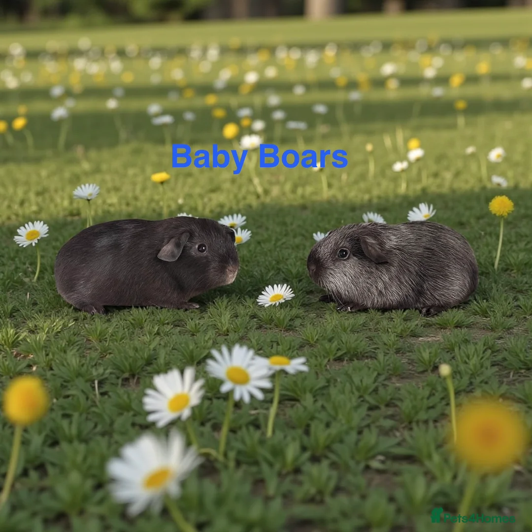 Guinea Pig rodents for sale: Bonded Pairs Of Baby Boars Lots Available Tweeds - Advert 7