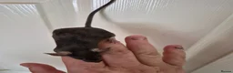 Mouse rodents for sale: 4 Cute Fancy Mice - Advert 5