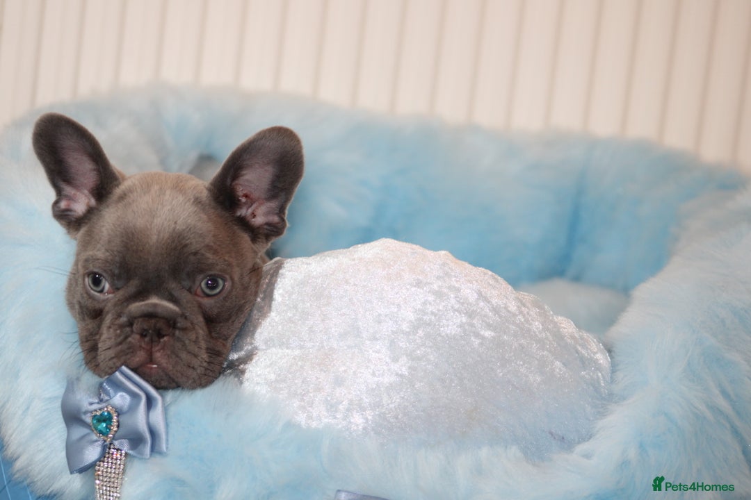 French Bulldog dogs for sale: Solid lilac French bulldog’s  - Advert 28