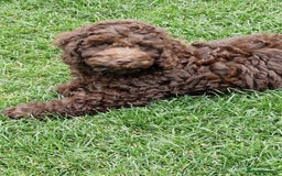Cockapoo dogs for sale: Cockerpoo 1 boy (brown) and 1 girl (Merle)  - Image 10