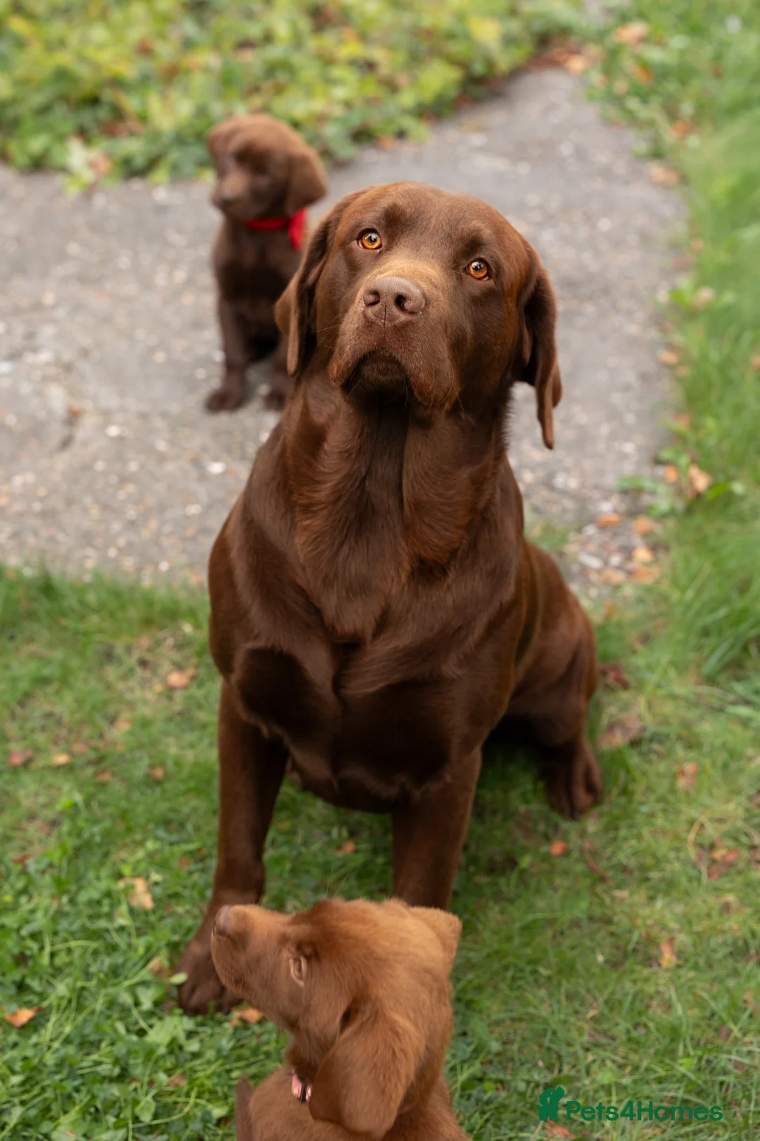 Labrador Retriever dogs for stud: Exceptional Chocolate Labrador FOR STUD in Bedford - Advert 14
