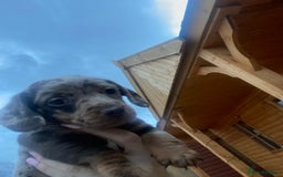 Miniature Dachshund dogs for sale: Miniature Dachshund 🌟4 BOYS🌟 - Image 2