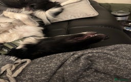 Mixed Breed dogs for sale: For urgent rehoming!  - Image 1