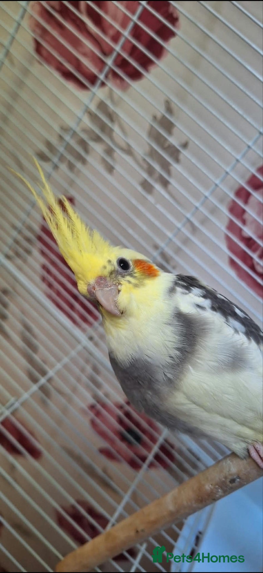Cockatiels birds “Coco” the cockatiel  - Advert 3