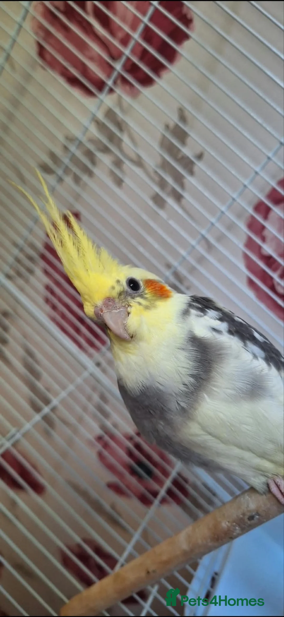Cockatiels birds for sale: “Coco” the cockatiel  in Wetherby - Advert 1