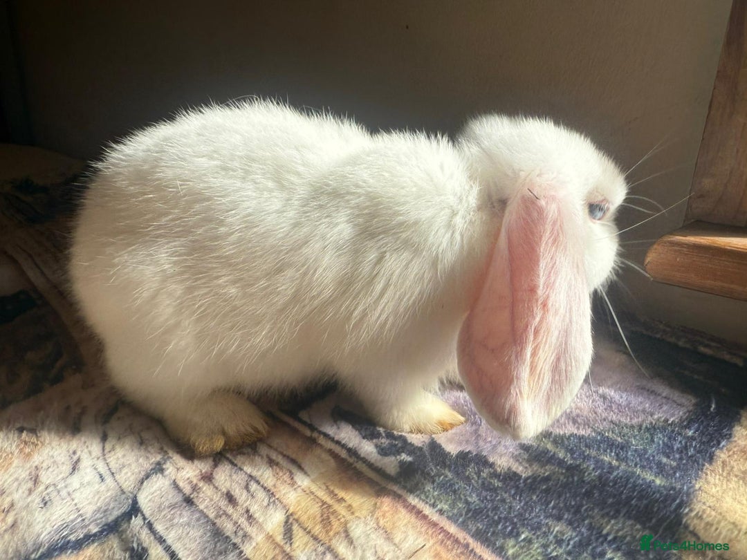 English Lop rabbits for sale: 4 Cute friendly lop bunnies - Image 3