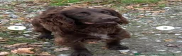 Cocker Spaniel dogs for sale: Cocker Spaniel Puppies For Sale in Bridgend - Advert 2