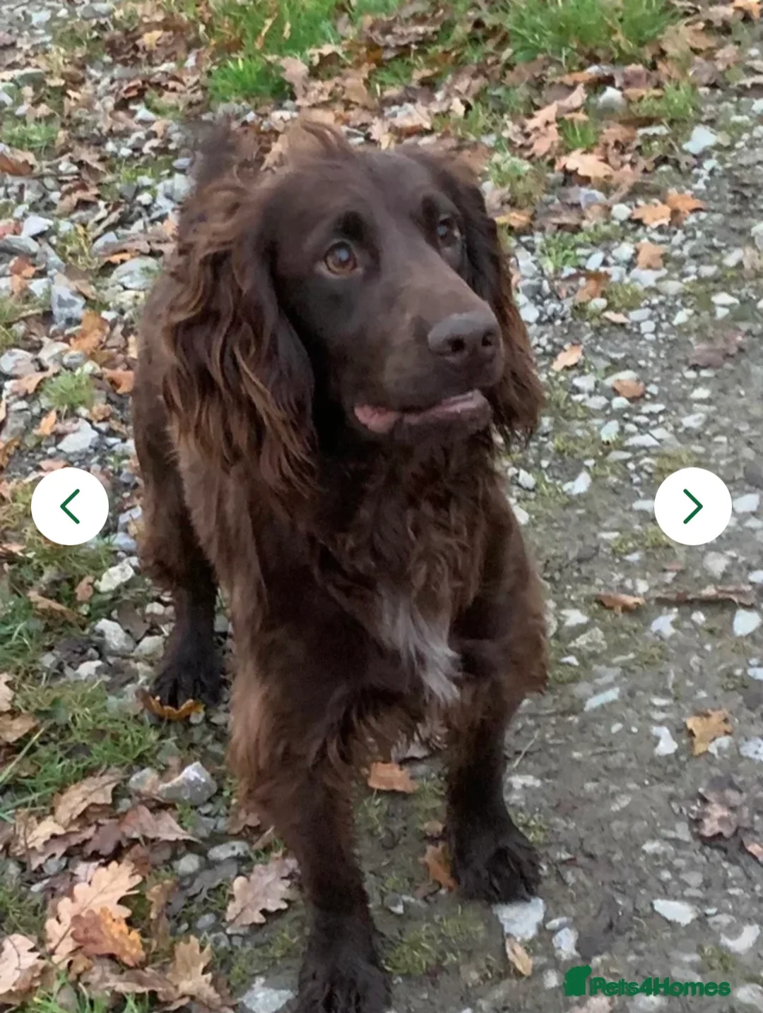 Cocker Spaniel dogs for sale: Cocker Spaniel Puppies For Sale in Bridgend - Advert 2