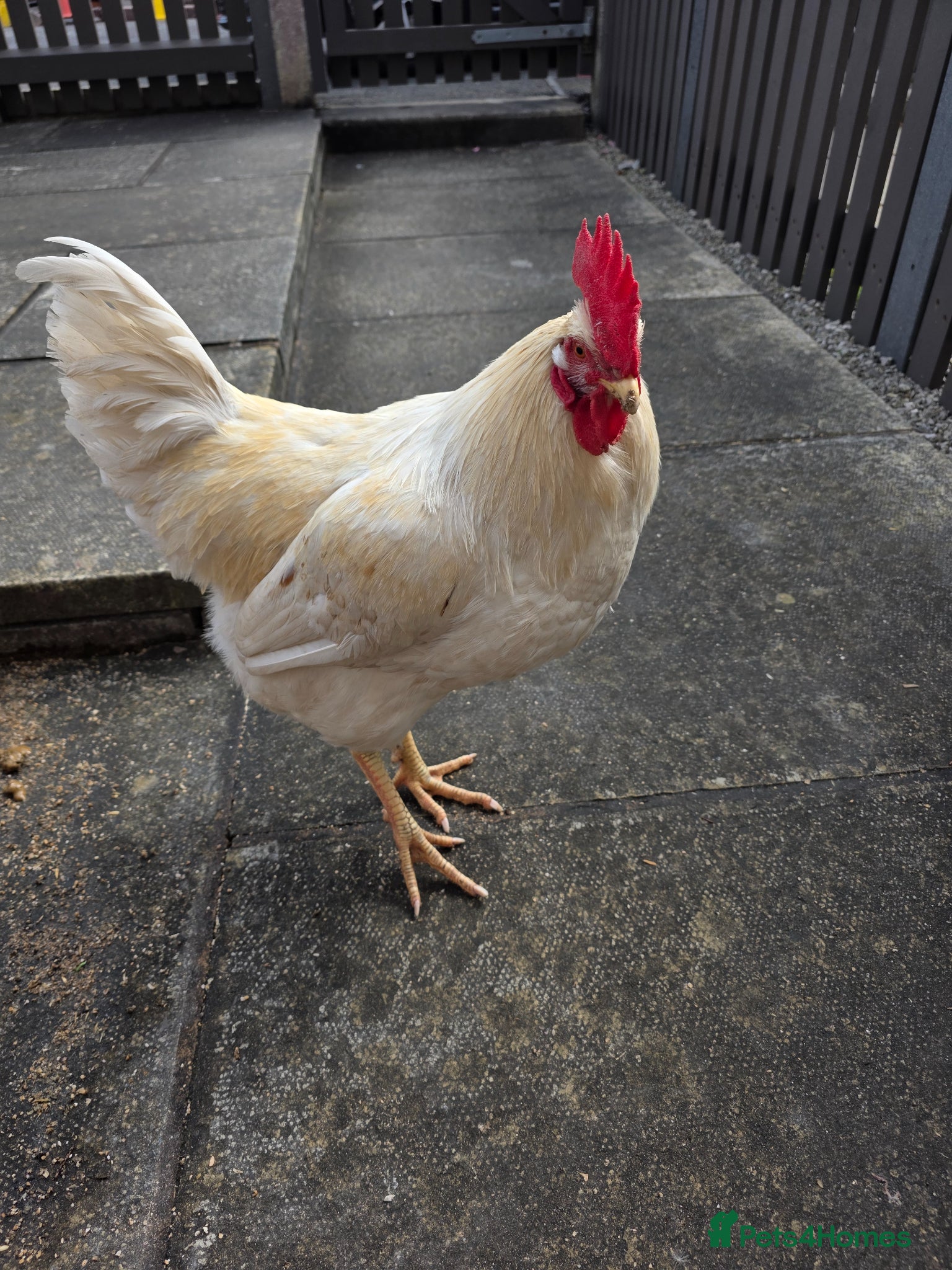 Chickens poultry Mixed warrens - Advert 1