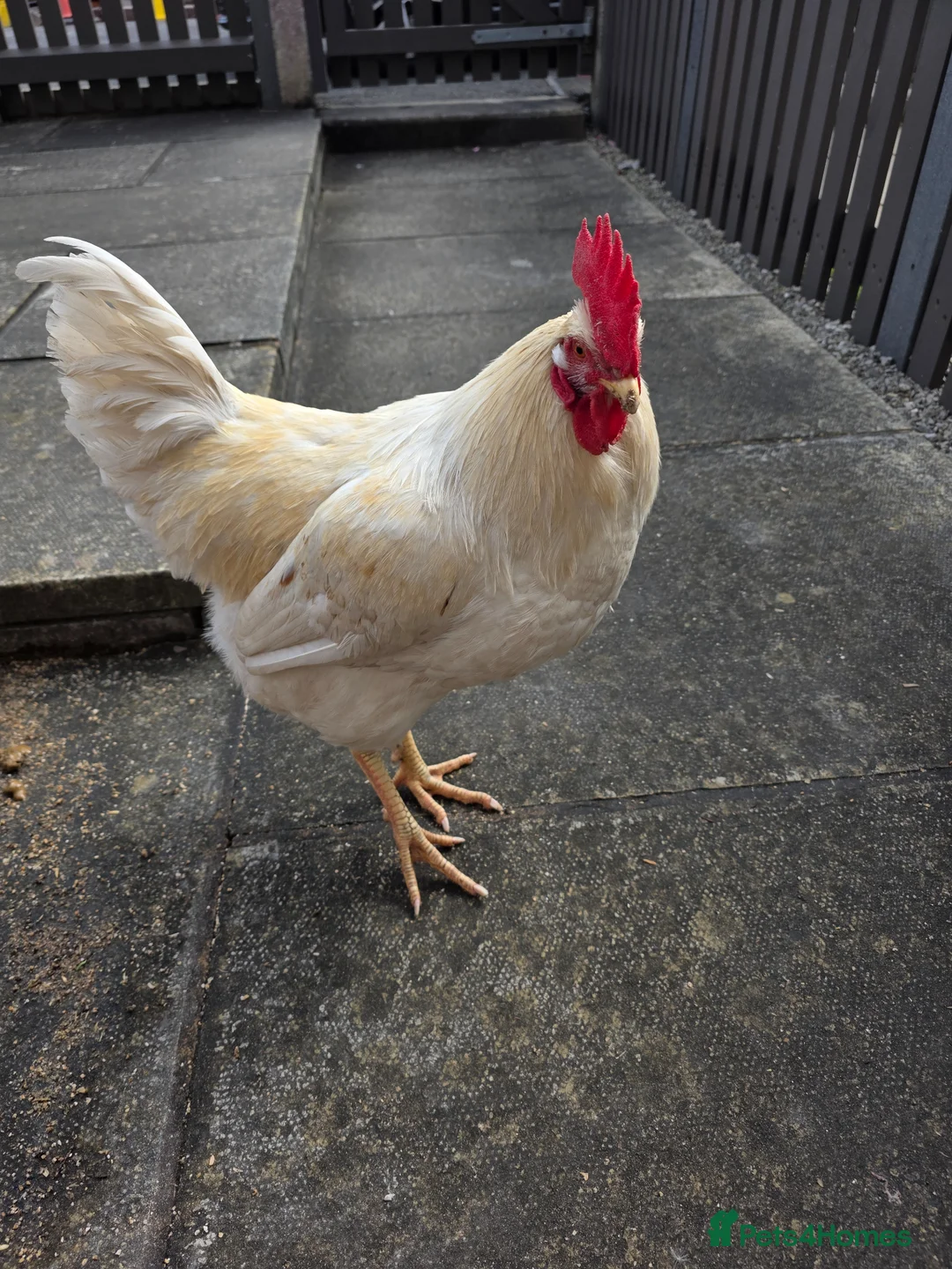 Chickens poultry for sale: Mixed warrens - Advert 1