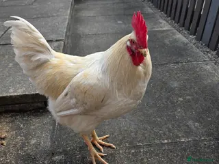 Chickens poultry Mixed warrens - Advert 1