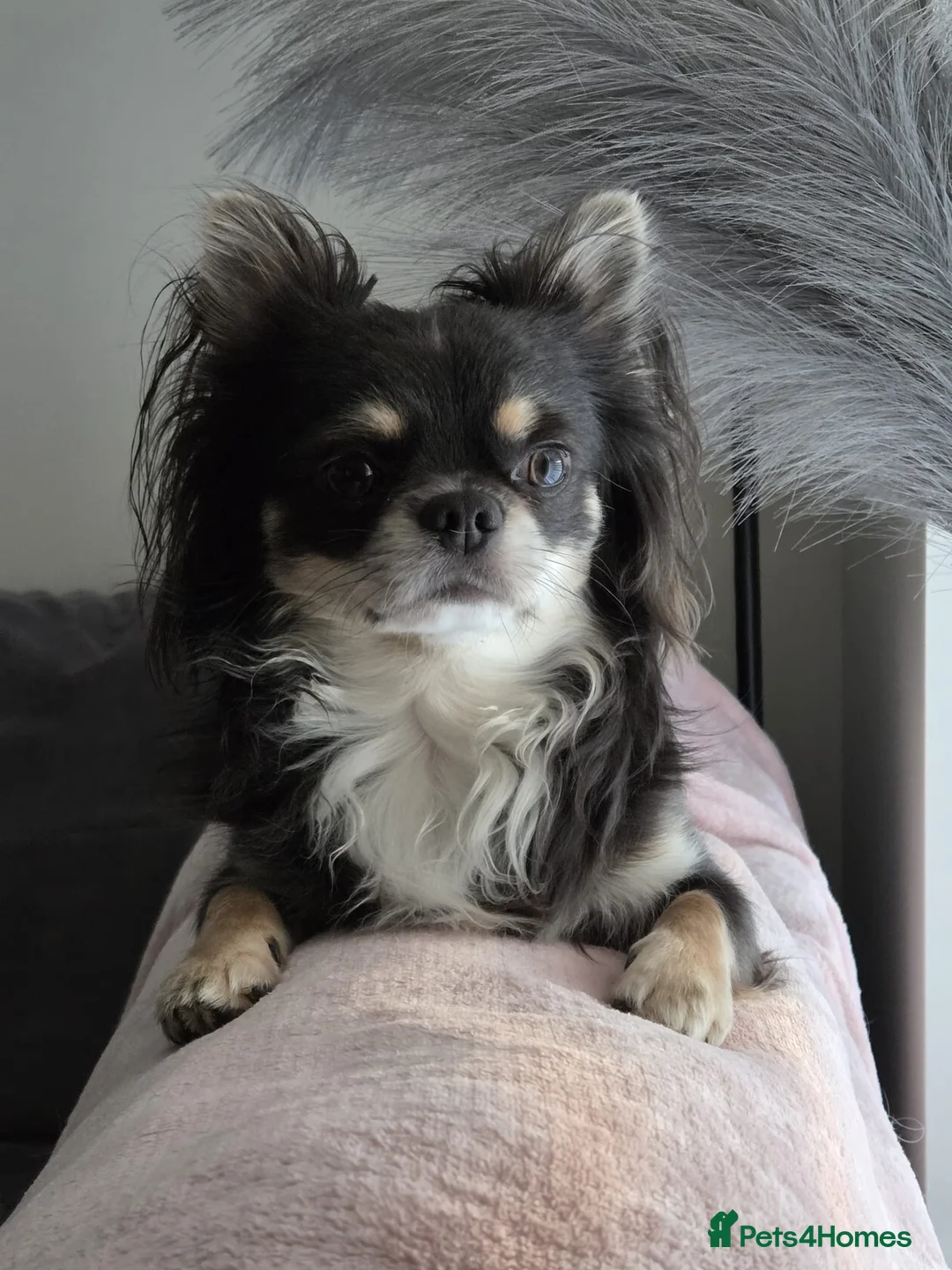 Chihuahua dogs for stud: Lilac tri long coat stud, bred by Chinechi/Shoop - Advert 10