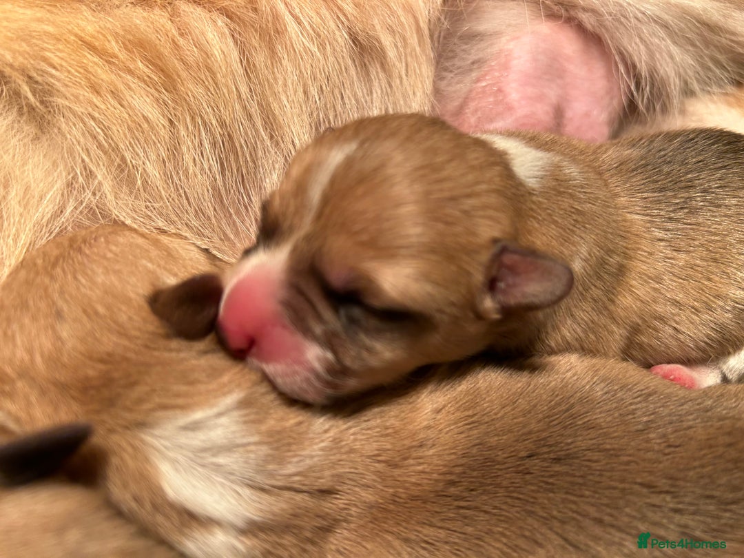 Welsh Corgi Pembroke dogs for sale: KC Registered, Extensively DNA tested clear female - Image 1