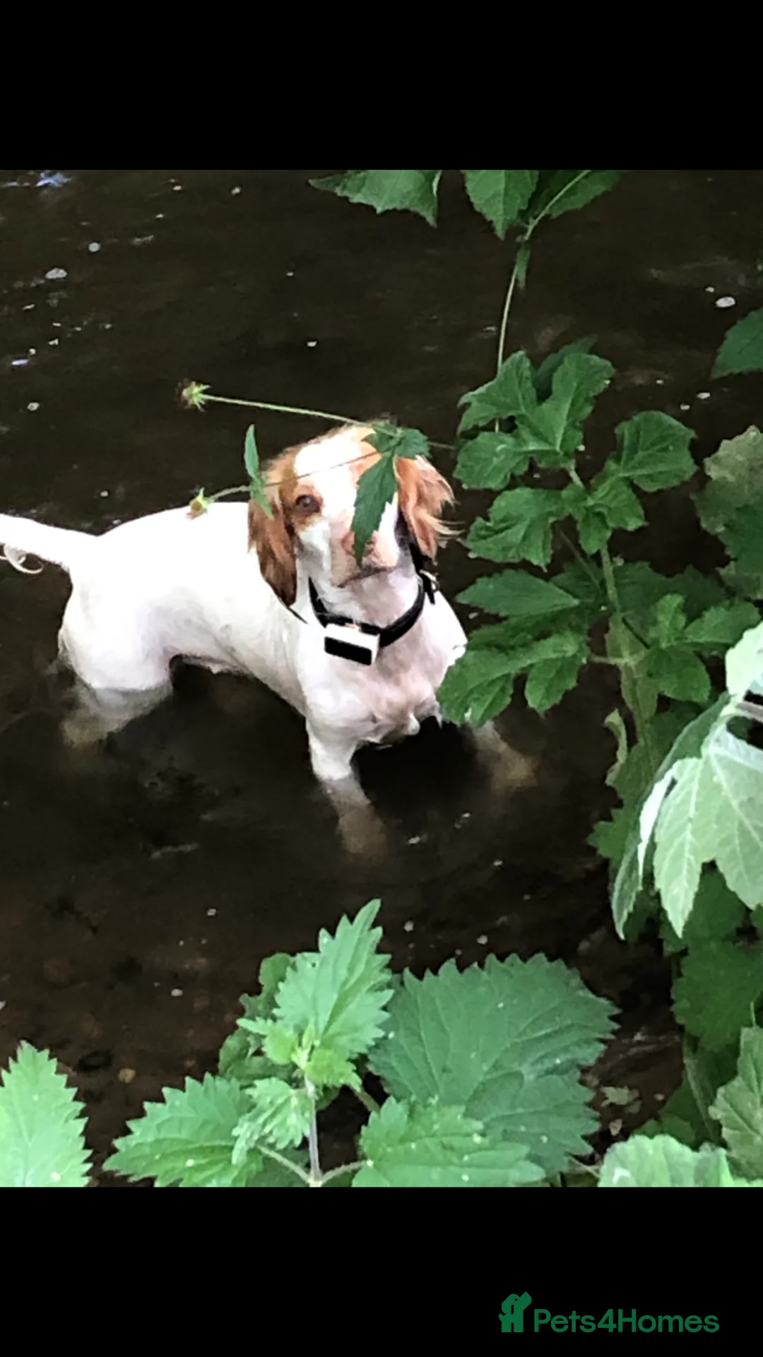 Cocker Spaniel dogs for sale: Working cocker pups - Advert 3
