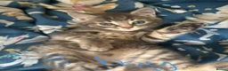 Mixed Breed cats for sale: 5 kittens ready to go to a loving home  in Hayle - Advert 5