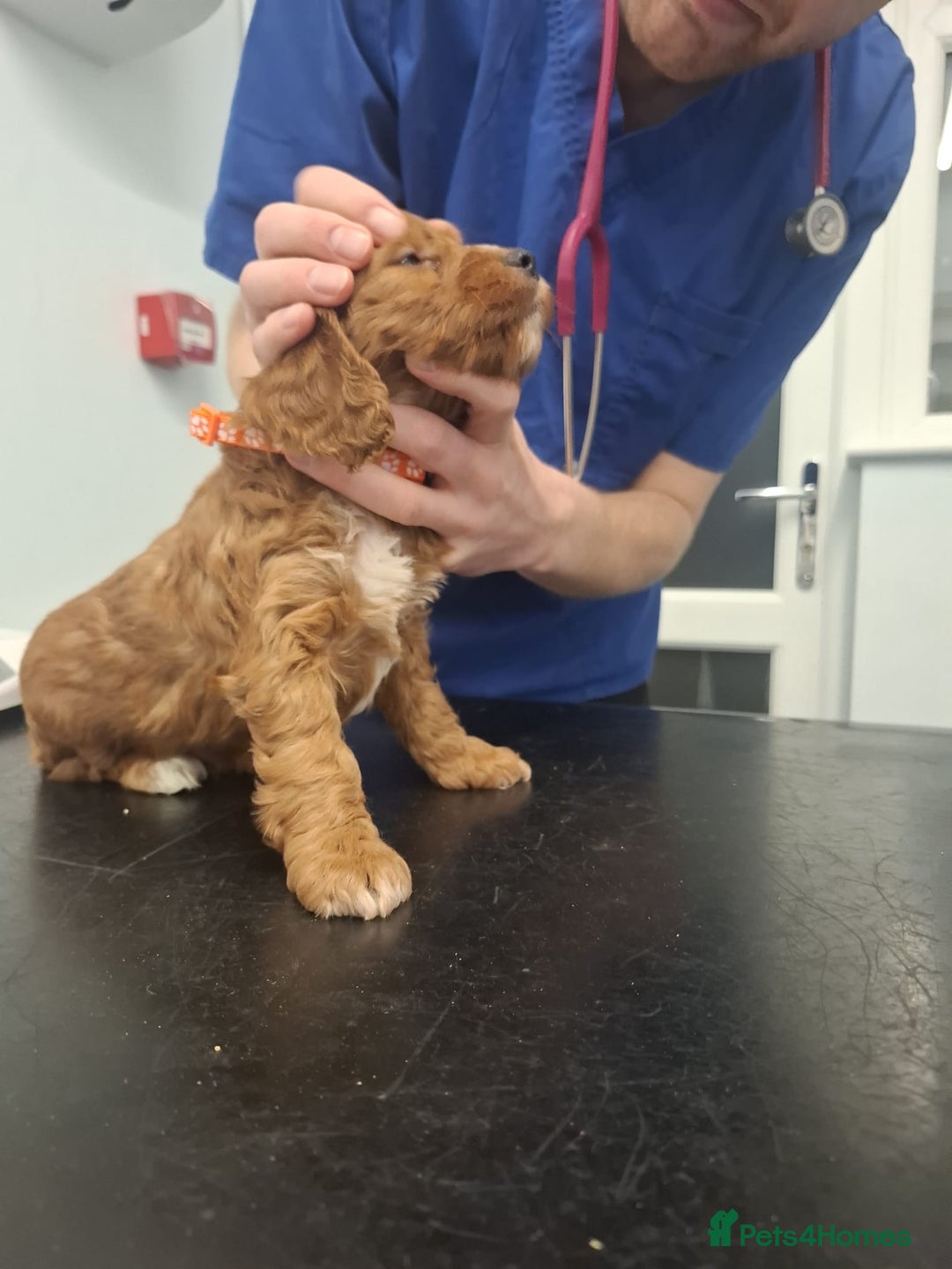 Cockapoo dogs for sale: Red cockerpoo pups  - Advert 1