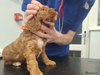 Cockapoo dogs Red cockerpoo pups - Advert 18