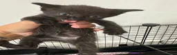 Bombay cats for sale: 6 Bombay cross kittens  - Advert 9
