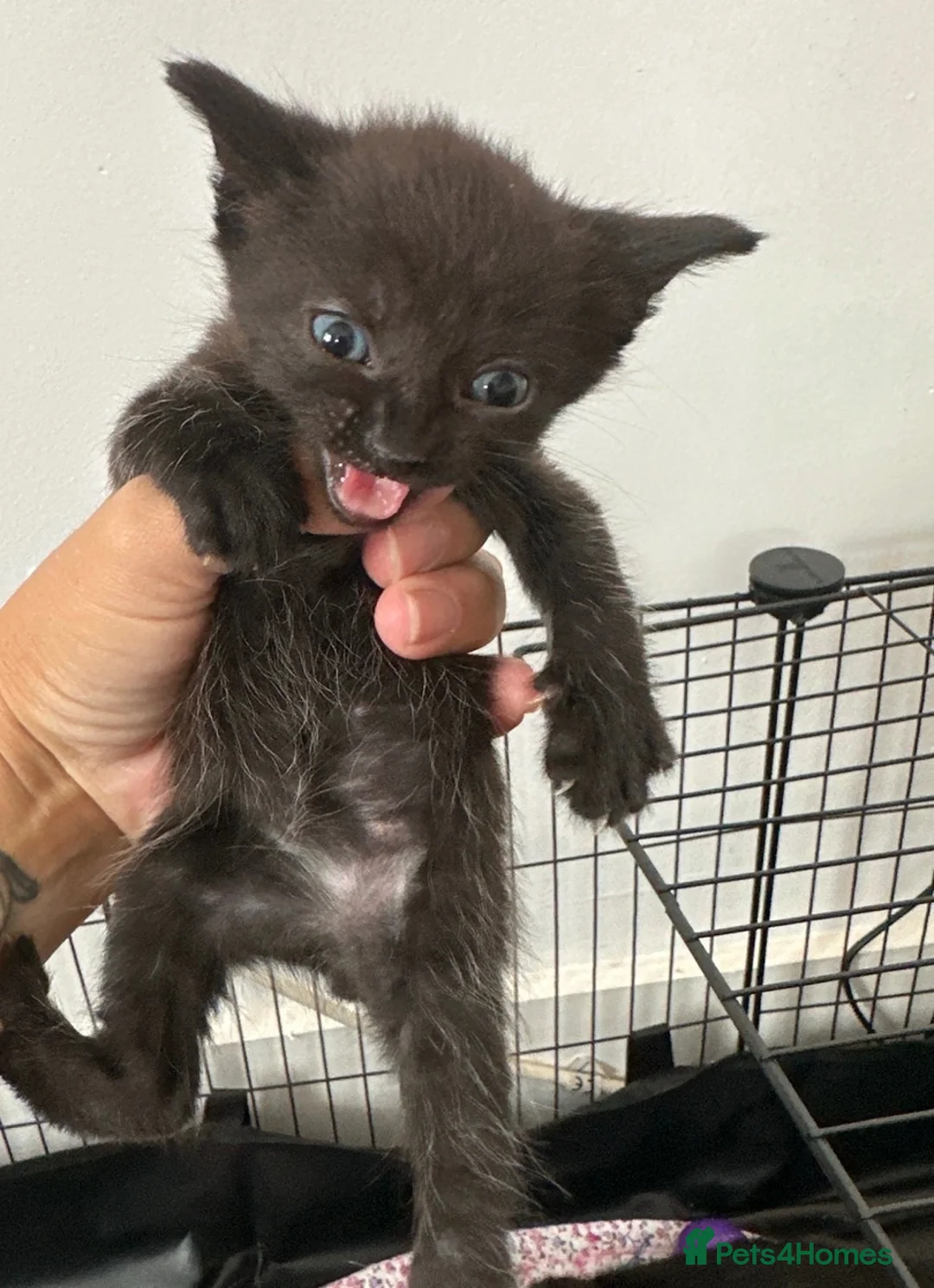 Bombay cats for sale: 6 Bombay cross kittens  - Advert 9