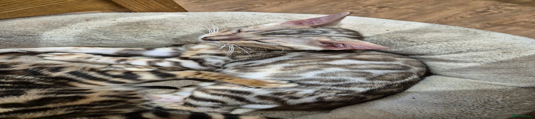 Silver Male