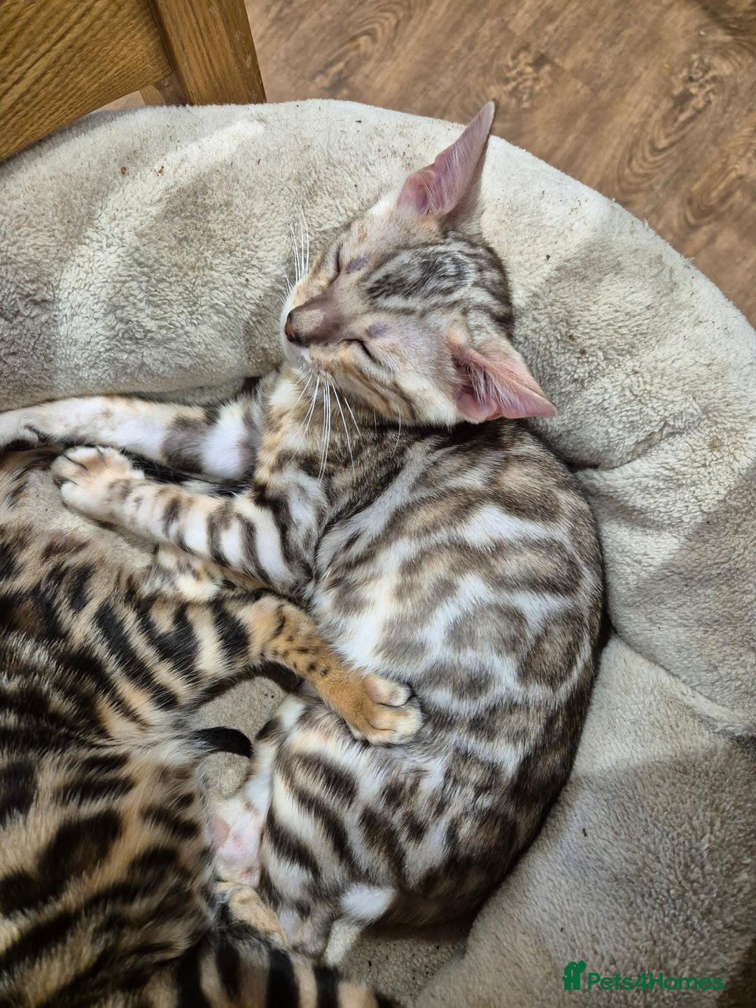 Bengal cats for sale: Stunning Rosetted Bengals, Champion bloodline in York - Image 19