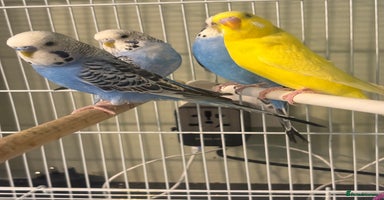 Budgerigars birds - Advert 10