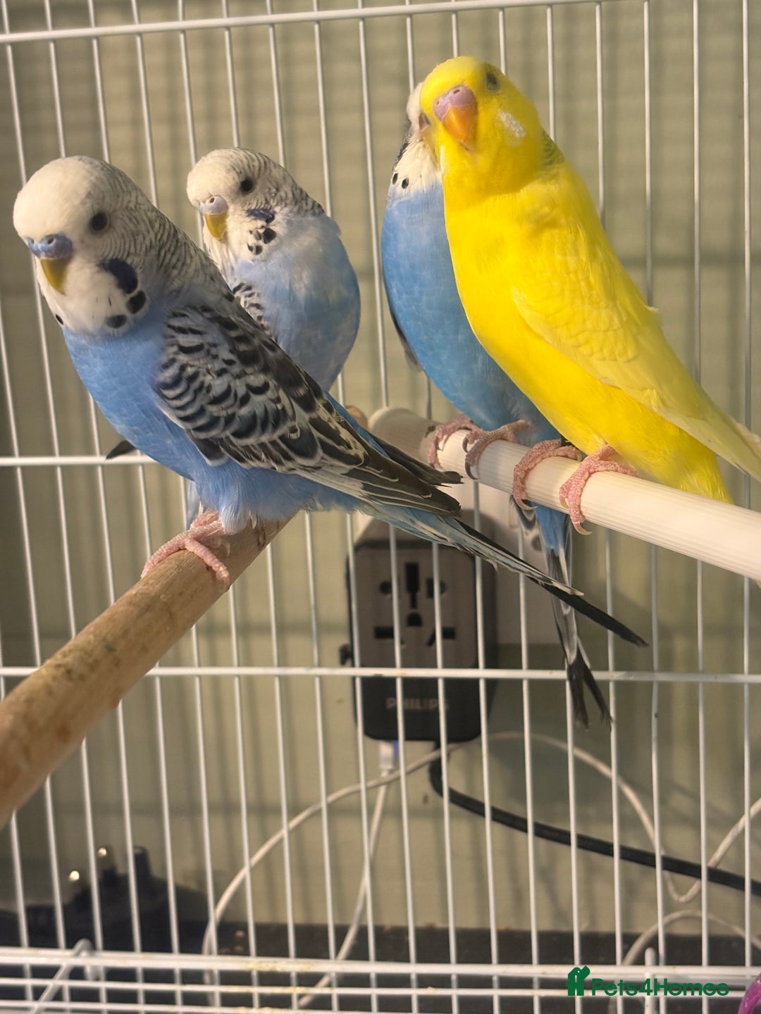 Budgerigars birds for sale: Budgies for sale  - Image 3