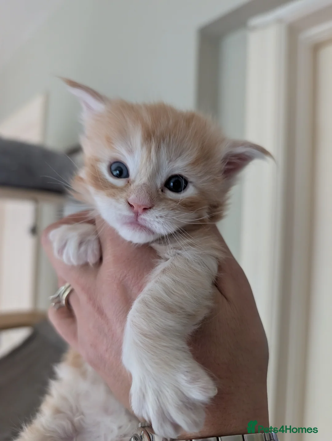 Maine Coon cats for sale: Ready soon. Tica Registered Maine coon Kittens  - Advert 26