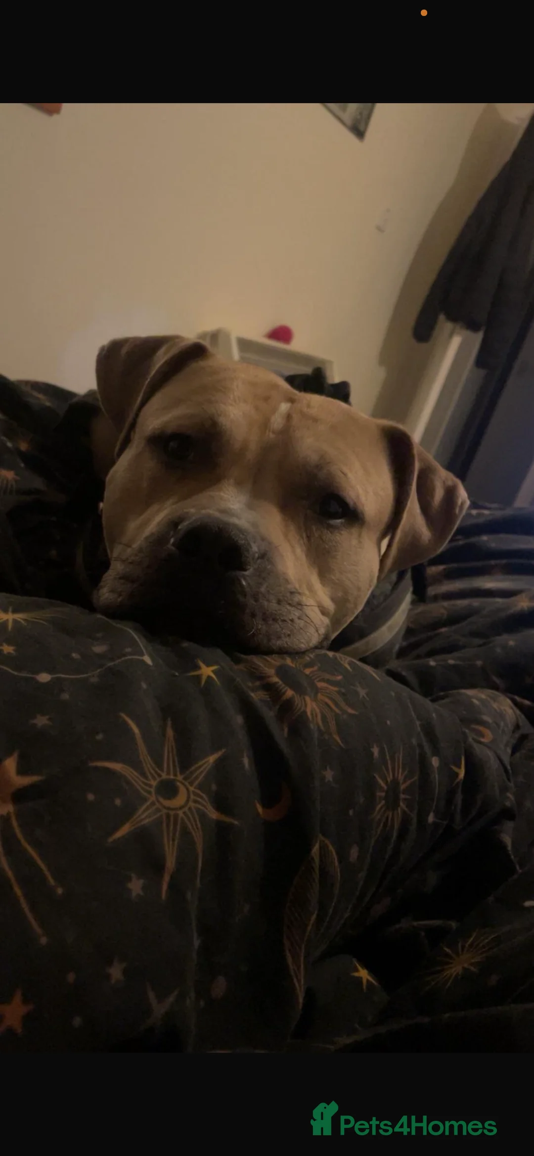 Mixed Breed dogs for sale: Staffie  ** tiff  - Advert 3