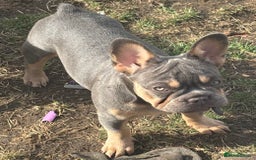 French Bulldog dogs for sale: French Bulldog Puppies, pink and fluffy carriers - Image 28