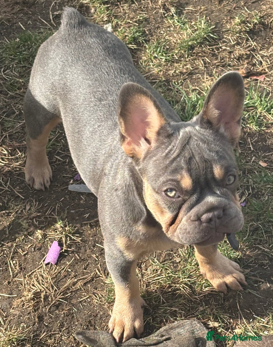 French Bulldog dogs for sale: French Bulldog Puppies, pink and fluffy carriers - Image 28