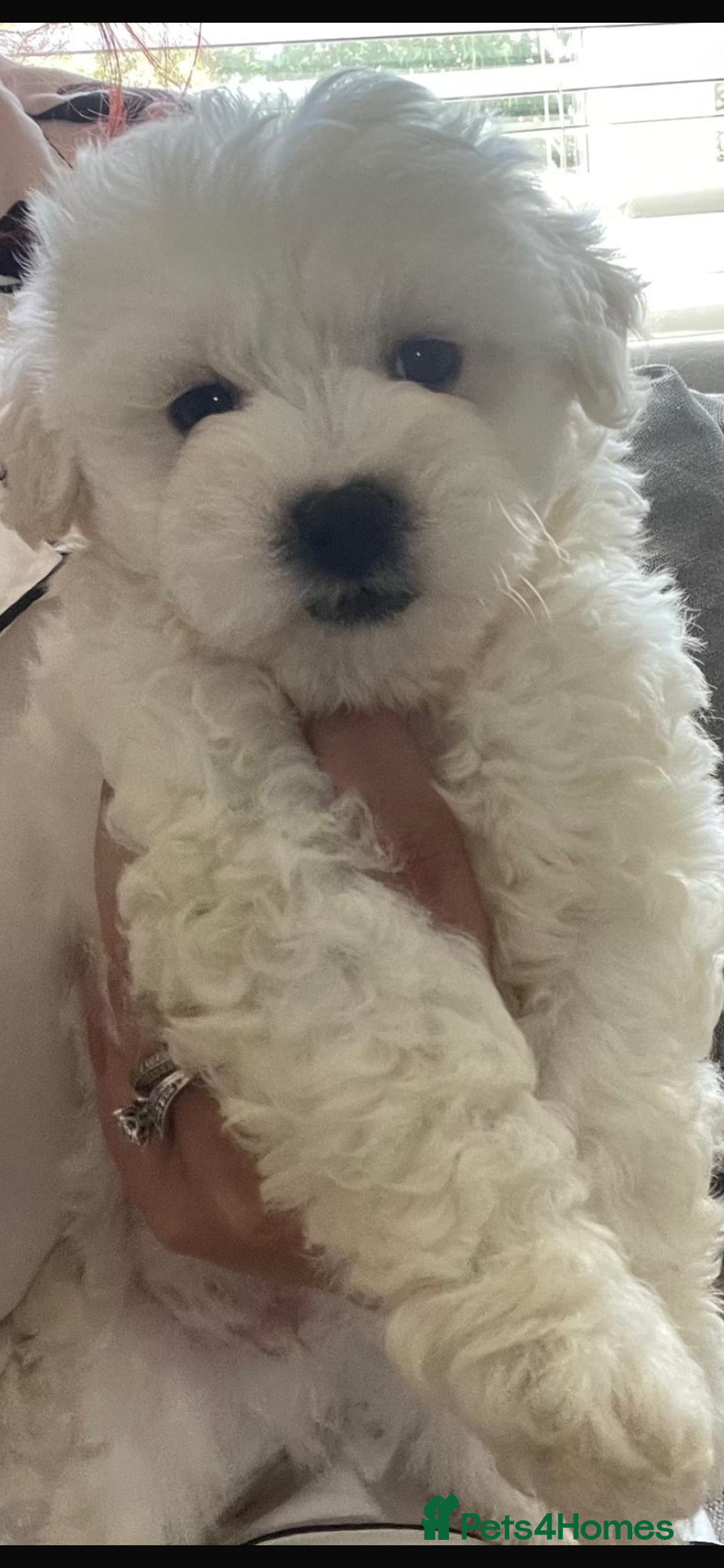 Maltipoo dogs for sale: Maltipoo puppy’s  - Image 5