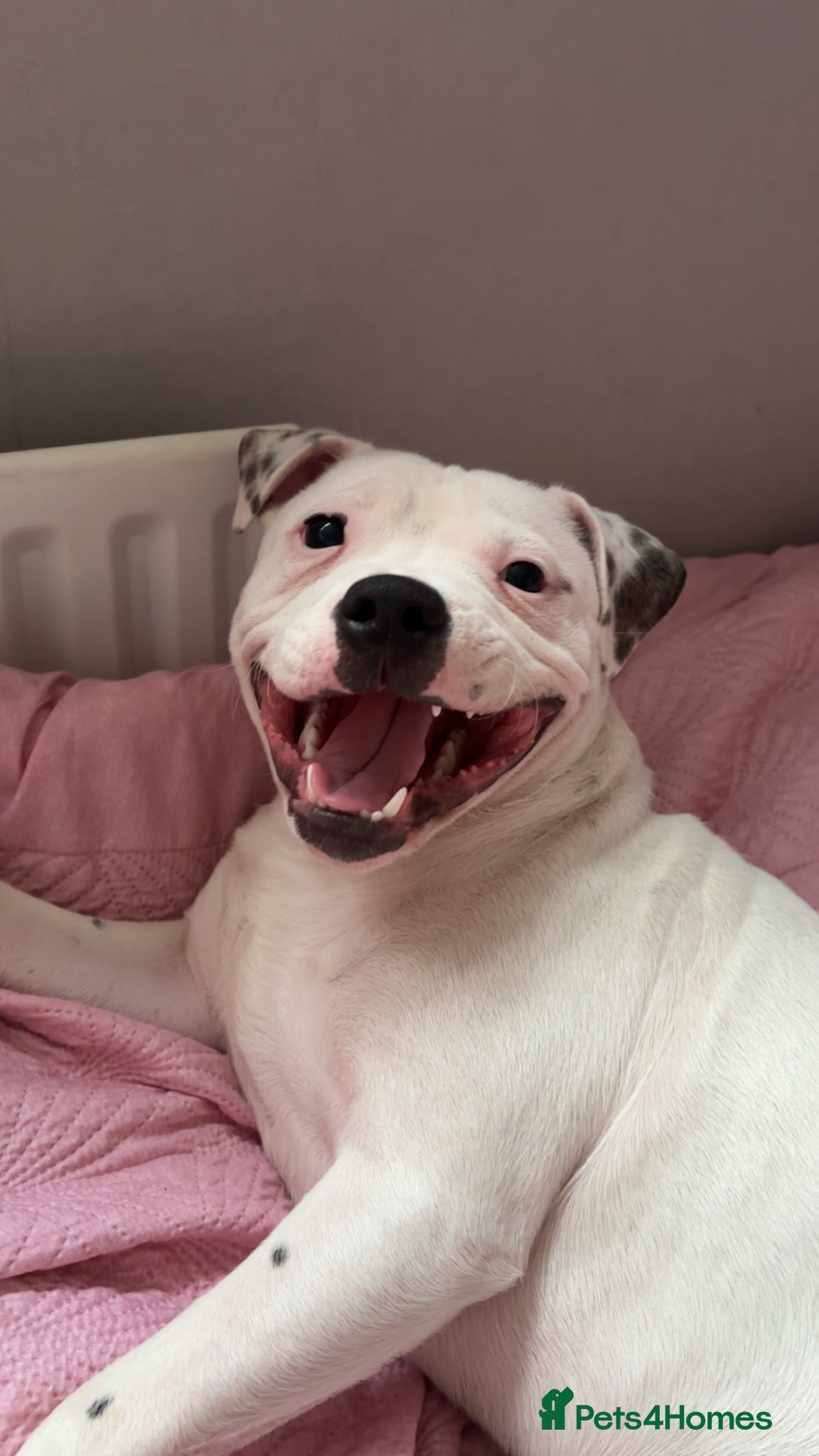 Staffordshire Bull Terrier dogs Taz 7 month old staff  - Advert 5