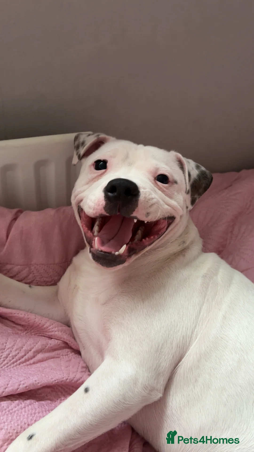 Staffordshire Bull Terrier dogs for sale: Taz 7 month old staff  - Advert 1