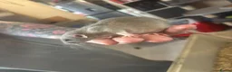 Rat rodents for sale: Rats for sale  - Advert 19
