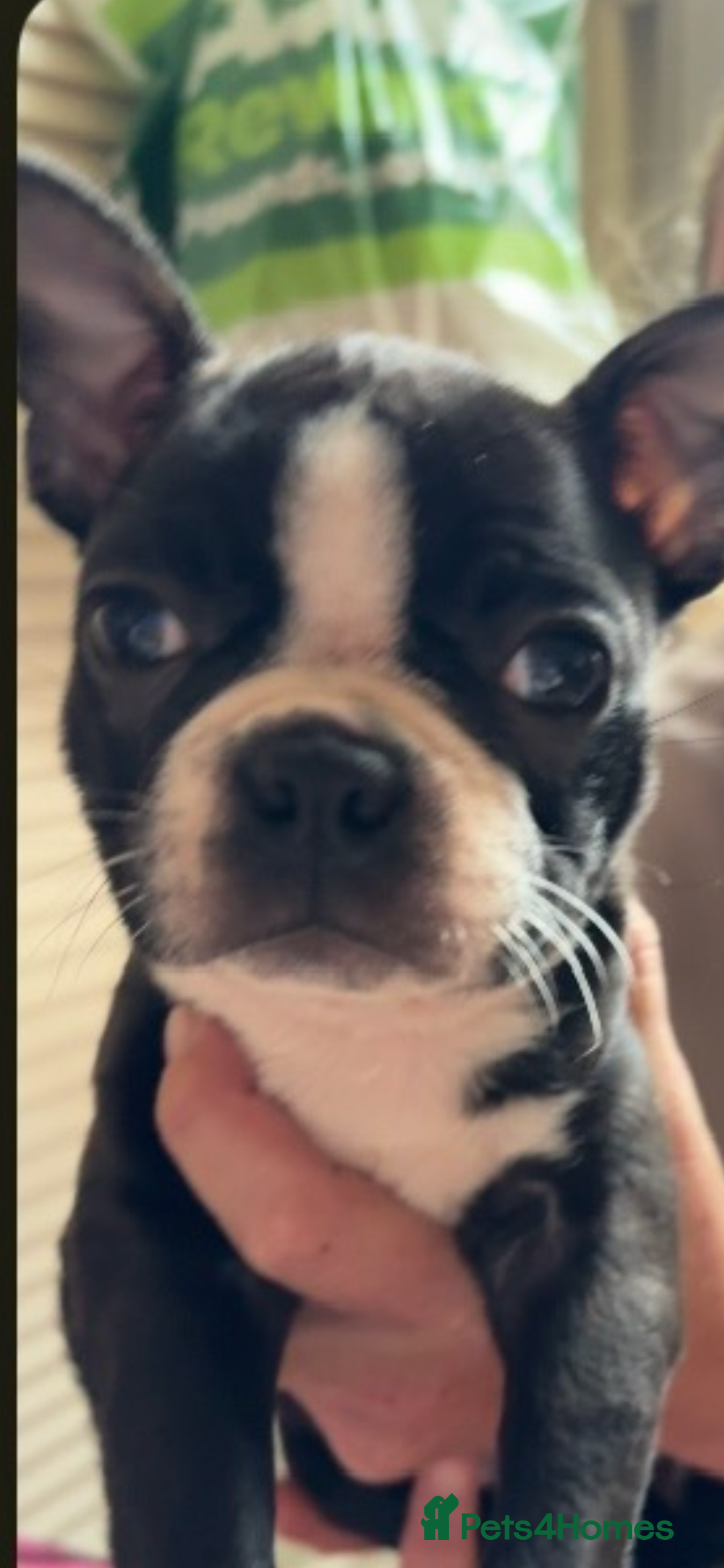 Boston Terrier dogs for sale: 🩷BOSTON TERRIER PUPPIES🩷 - Image 6