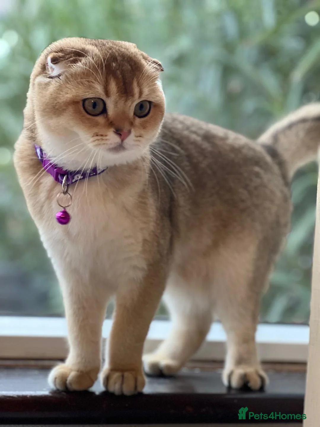 Scottish Fold cats for sale: Beautiful Scottish Fold Boy - Advert 11