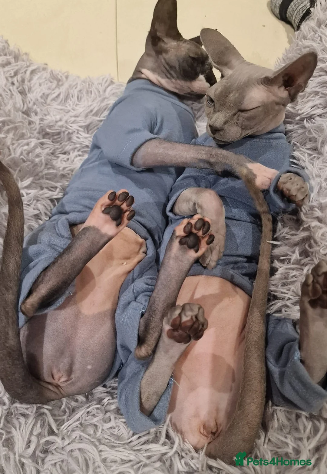 Sphynx cats for sale: Bonded female sphynx  - Advert 5