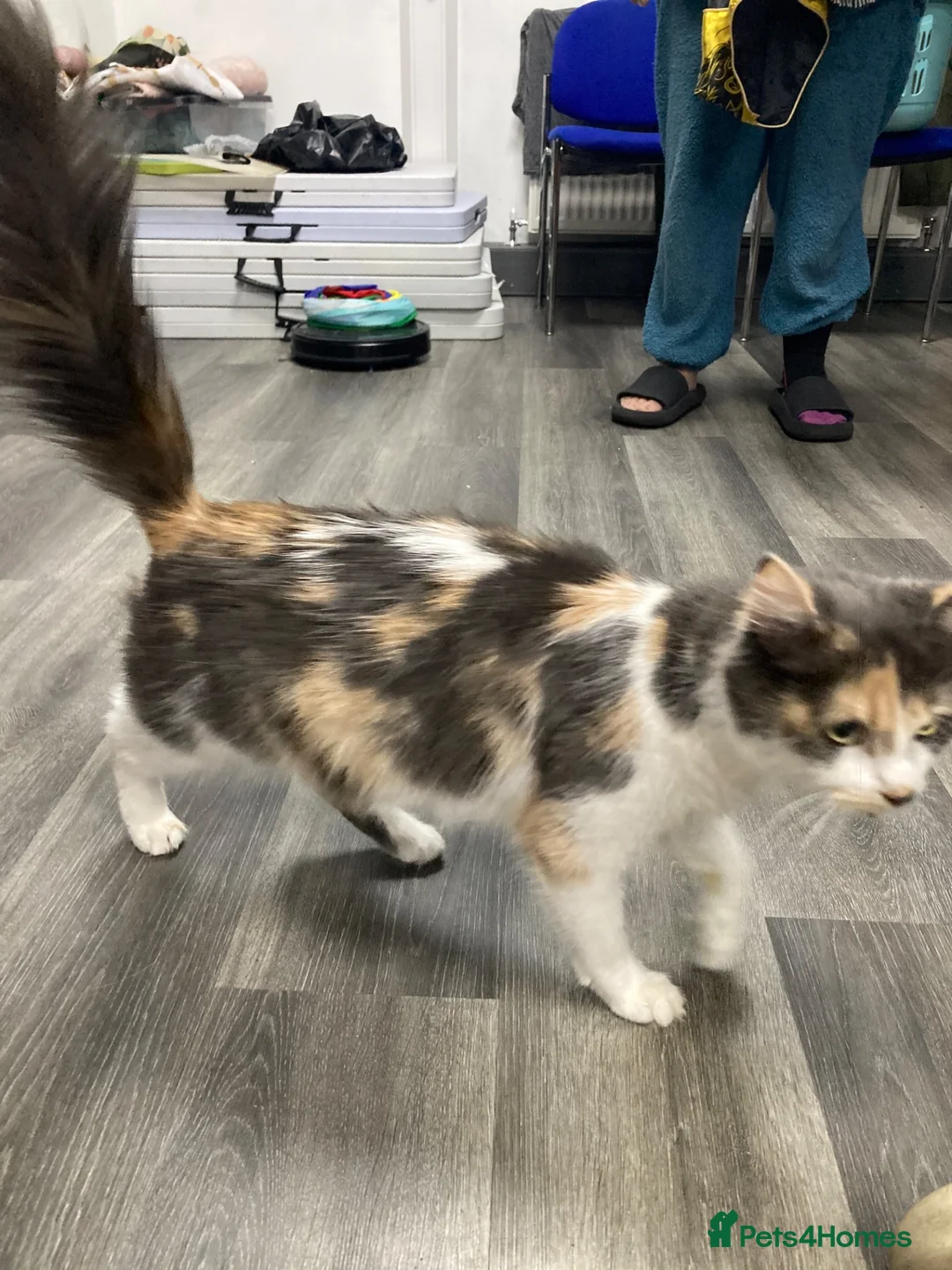Mixed Breed cats for sale: Kittens  - Advert 1