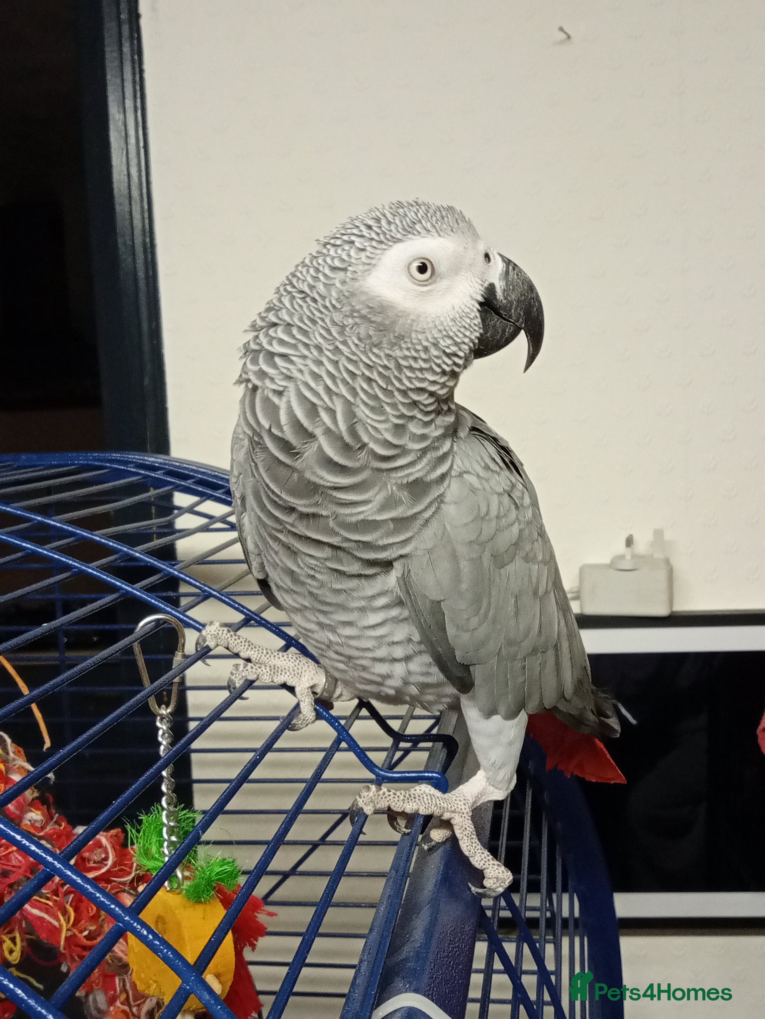 Parrots birds African Grey Parrot - Advert 2