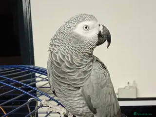 Parrots birds African Grey Parrot - Advert 2
