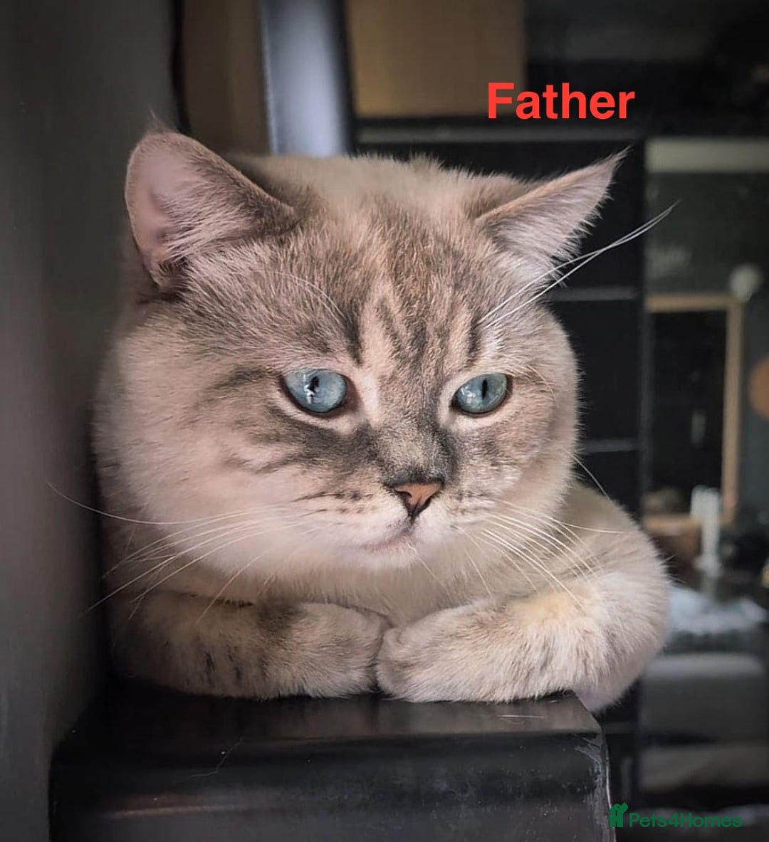 Scottish Fold cats for sale: Beautiful Scottish straight cross British shorts😍 - Image 19