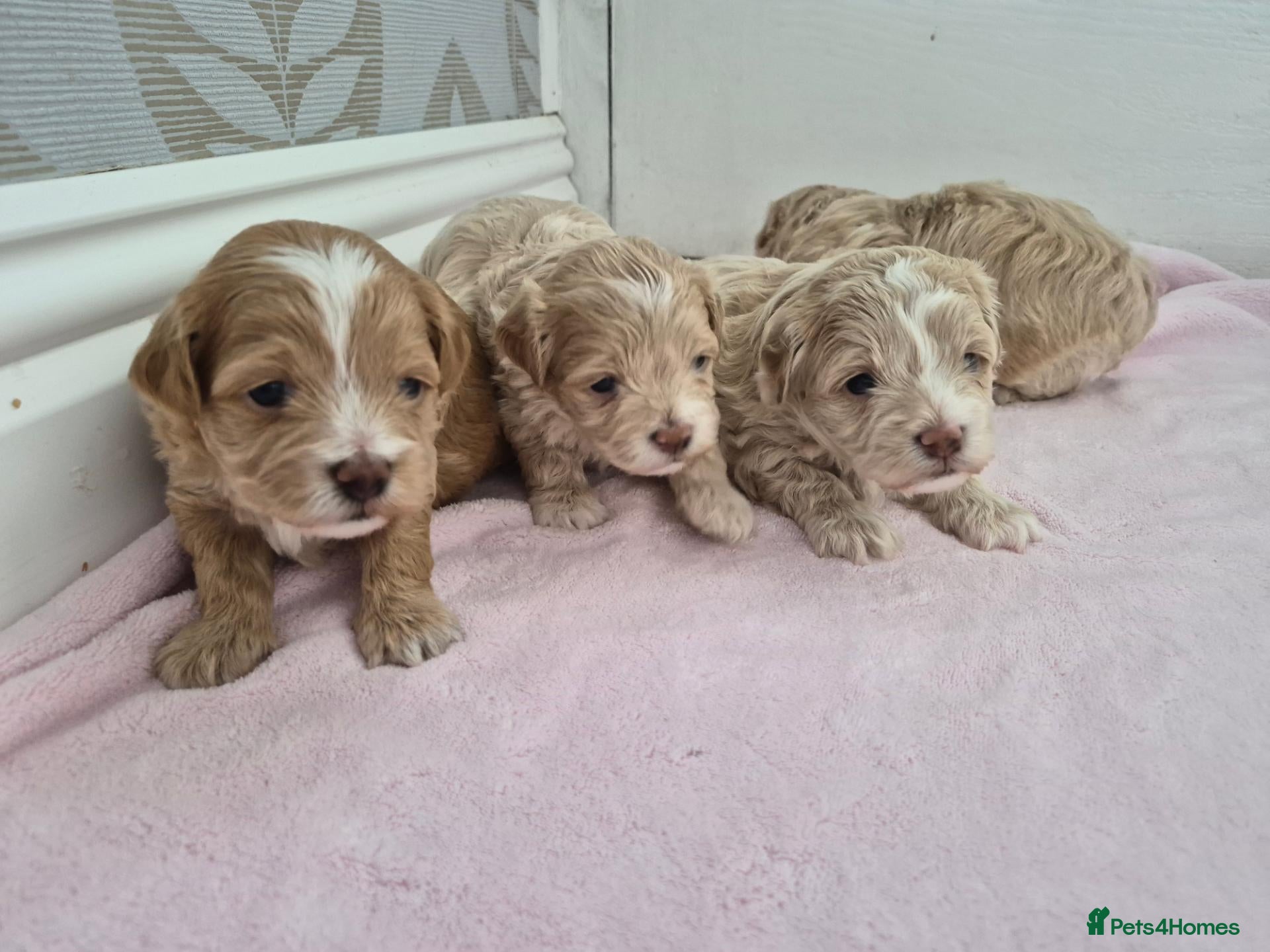 Maltipoo dogs Beautiful   maltipoo pups - Advert 2