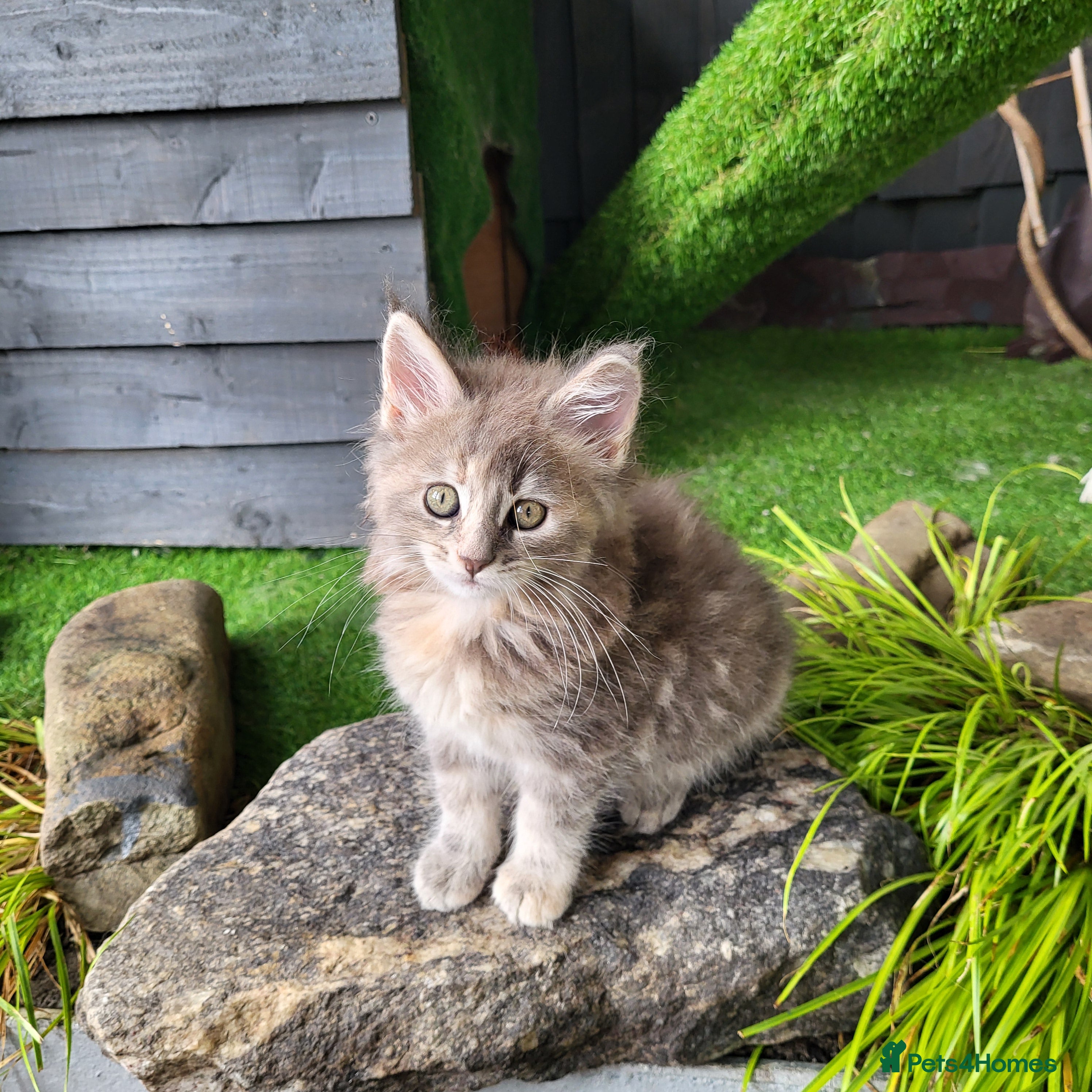 Maine Coon cats Pedigree Maine Coon kittens - Advert 2