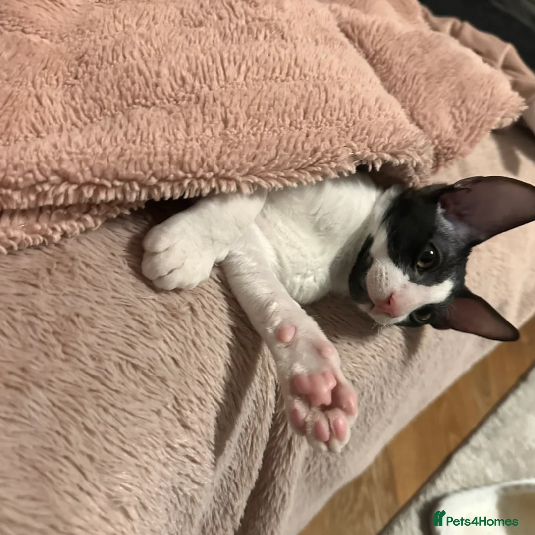 Cornish Rex cats for sale: 1 Gorgeous Cornish Rex Boy - Advert 12