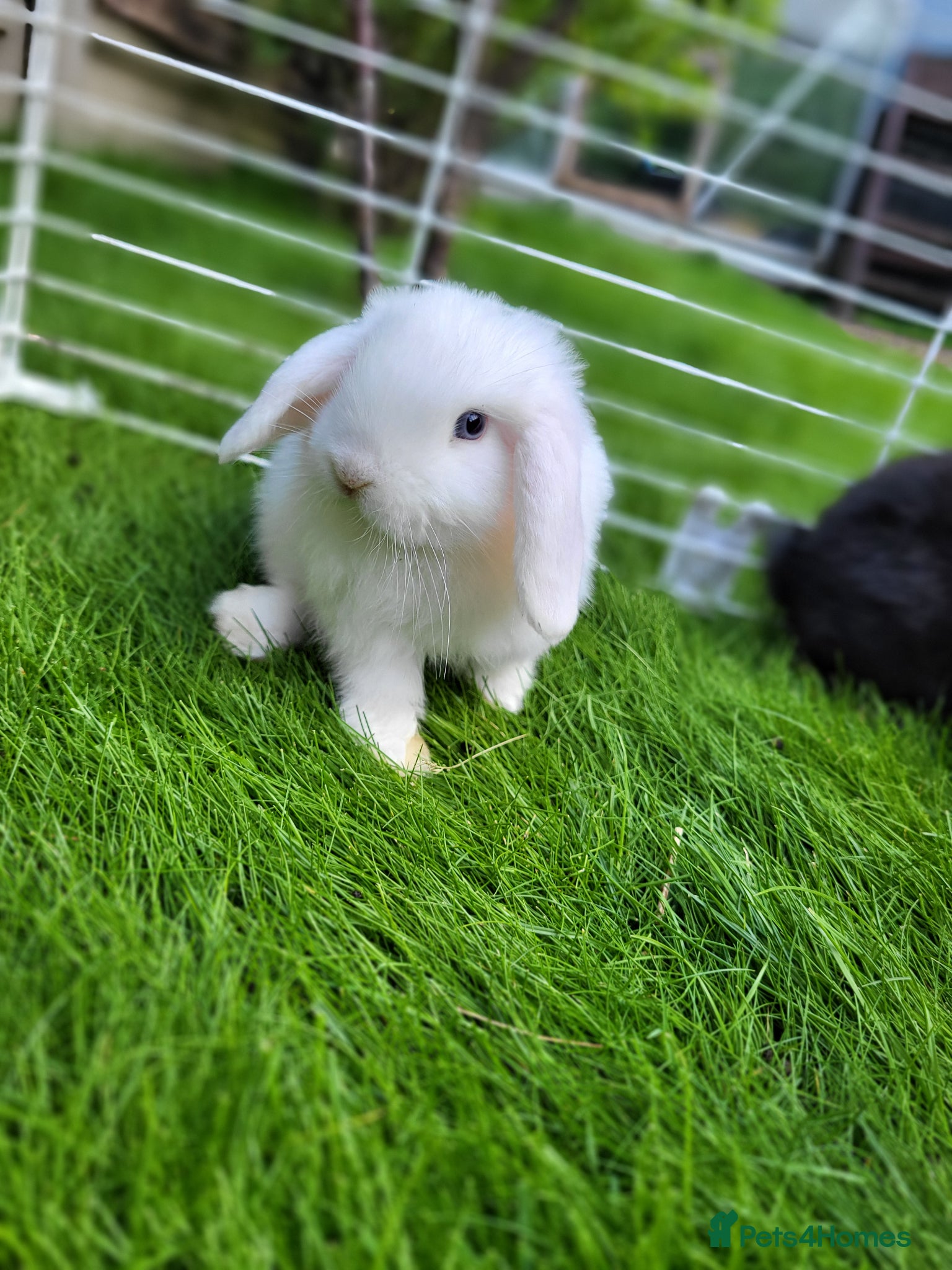 Mini Lop rabbits Beautiful Mini lop looking good a home  - Advert 3