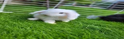 Mini Lop rabbits for sale: Beautiful Mini lop looking good a home  - Advert 1